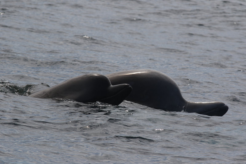 A northern bottlenose whale calf spyhops beside its mother